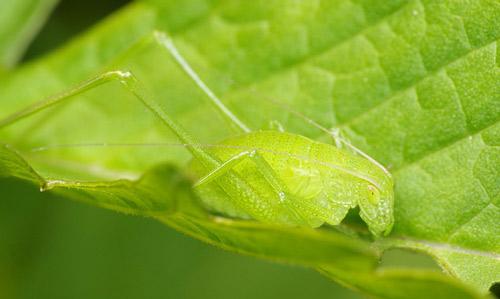 Amblycorypha sp. nymph on a leaf; in Montréal, Québec, Canada. 