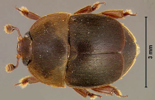 Dorsal view of an adult male small hive beetle, Aethina tumida Murray. 