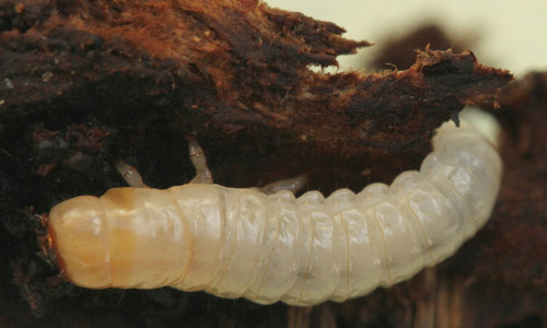Bolitotherus cornutus (Panzer) larvae removed from fungus