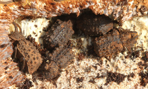 Multiple Bolitotherus cornutus (Panzer) adults within the fruiting body of a fungus