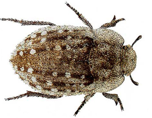 Adult Ammodonus fossor (LeConte), a native tenebrionid beetle. 
