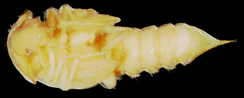 Pupa of the Madagascar beetle, Leichenum canaliculatum variegatum (Klug). (Ventral view, head on left). 
