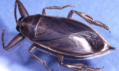 Dorsal view of an adult giant water bug, Lethocerus sp. 