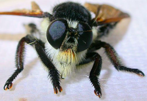 "Florida bee killer," Mallophora bomboides 
