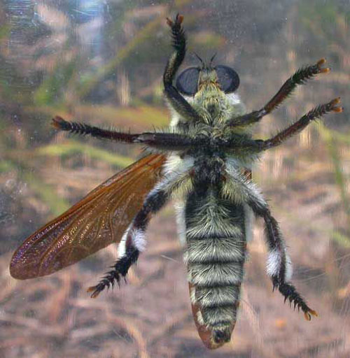 Ventral view of the "Florida bee killer," Mallophora bomboides