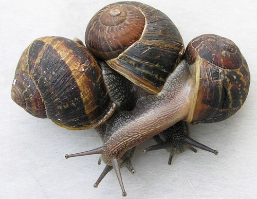 Featured image of post Land Snails For Sale Canada