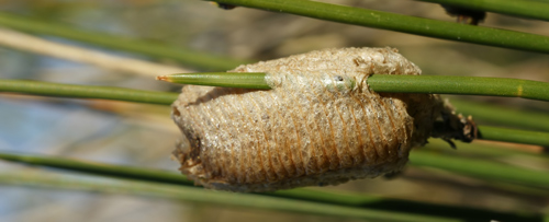 Mantid (Mantodea) ootheca (egg case) on a plant.