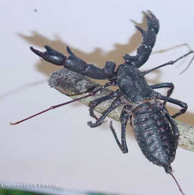 giant whip scorpion - Mastigoproctus giganteus giganteus (Lucas, 1835)