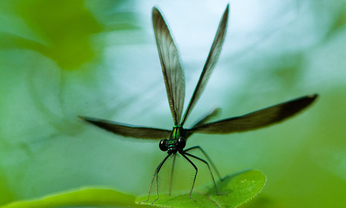 Male ebony jewelwing, Calopteryx maculata (Beauvois), performing the "cross" display