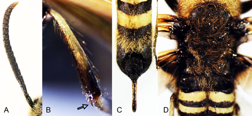 Eriotremex formosanus(Matsumura). A- antenna. B- metatibial spur. Abdomen (C) and mesonotum (D) with long golden setae (hair-like projections).
