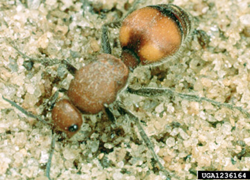 Dorsal view of an adult female velvet ant. 