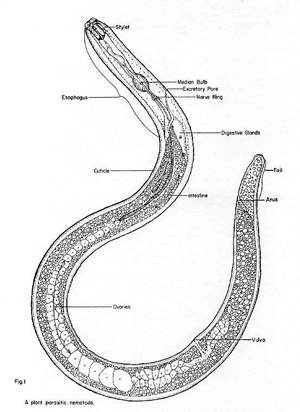 Diagram of a typical plant-parasitic nematode.