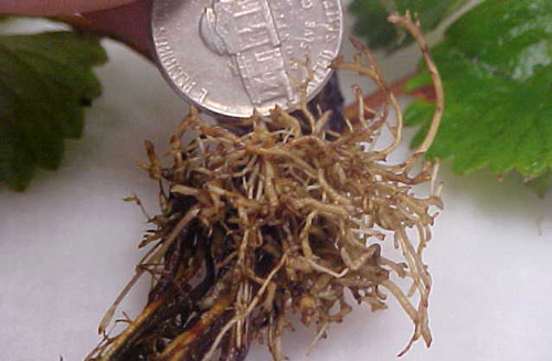 Strawberry roots damaged by Belonolaimus longicaudatus.