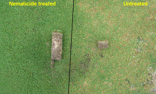 Roots of bermudagrass damaged by Belonolaimus longicaudatus may appear cropped off just below the thatch.