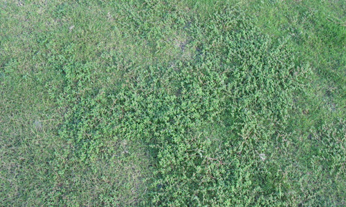 Weeds proliferate on an athletic field planted with bermudagrass infested by Belonolaimus longicaudatus. 