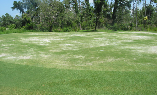 A bermudagrass golf green suffering severe infestation by Belonolaimus longicaudatus with patches of dying grass. 