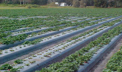 A strawberry field infested by Belonolaimus longicaudatus has patches of stunted plants. 