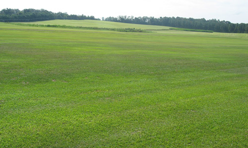 A centipedgrass sod farm infested by Belonolaimus longicaudatus has patches of wilting grass. 