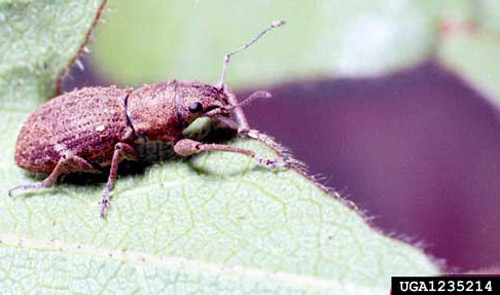 Adult Fuller rose beetle, Naupactus godmanni (Crotch), on cotton leaf. Photograph by Clemson University