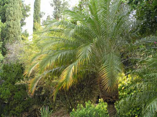 Frond yellowing caused by an infestation of the coconut mealybug, Nipaecoccus nipae (Maskell), on pygmy date palm. 