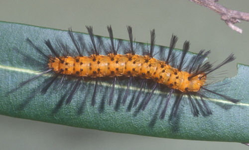 Florida Caterpillar Identification Chart