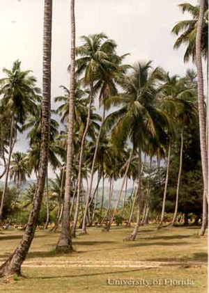 Palmas de coco, Cocos nucifera L., en la playa de la Bahía Manzanilla, 