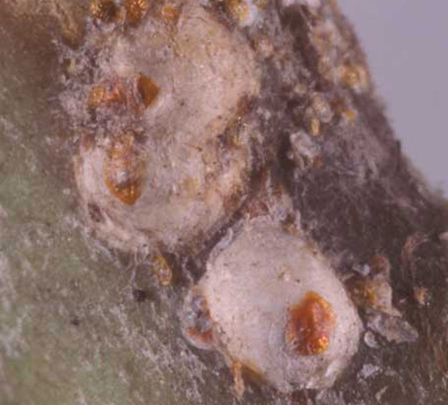 Adult female white peach scales