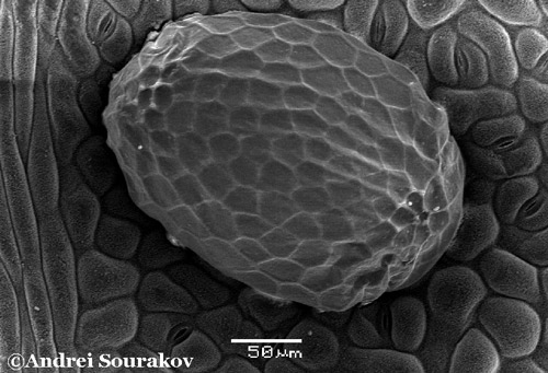 Scanning Electron Micrograph of the egg of the erythrina leafminer (Leucoptera erythrinella). 