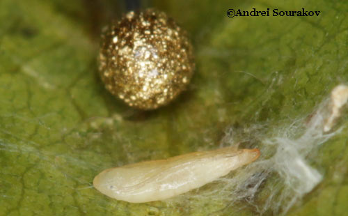 Pupa (removed from cocoon) of erythrina leafminer (Leucoptera erythrinella) next to a pin head.