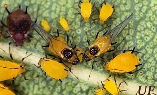Alata i nimfy mszycy oleandrowej, Aphis nerii Boyer de Fonscolombe, na liściu oleandru.