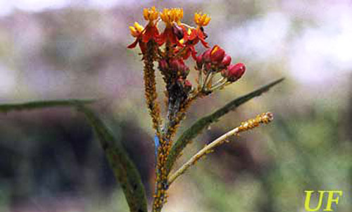 Blütenstand von scharlachroter Wolfsmilch, die stark von Oleanderblattläusen befallen ist, Aphis nerii Boyer de Fonscolombe.
