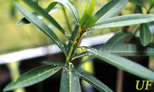 Endwachstum von Oleander, der stark von Oleanderblattläusen, Aphis nerii Boyer de Fonscolombe, befallen ist.
