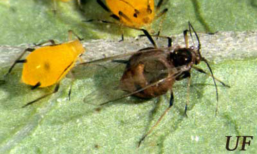 Afide adulto alato di oleandro, Aphis nerii Boyer de Fonscolombe, con foro attraverso il quale è emerso il parassitoide, Lisiphlebus testaceipes (Cresson).