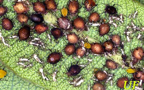 oleander levéltetű, Aphis Nerii Boyer de Fonscolombe kolóniája, amely Lysiphlebus testaceipes (Cresson) által súlyos parazitizmust szenvedett.