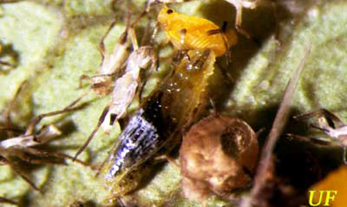 Kolonie der Oleanderblattlaus, Aphis nerii Boyer de Fonscolombe, die durch Lysiphlebus testaceipes (Cresson) stark parasitiert wurde.