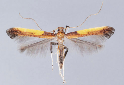Adult azalea leafminer, Caloptilia azaleella (Brants). Wingspan of this specimen is 9.9 mm.