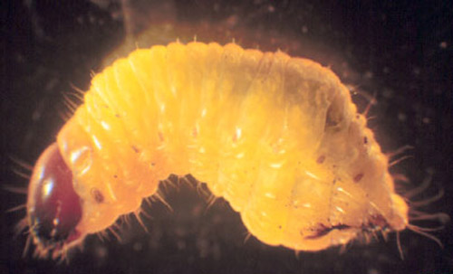 Larva of the silky cane weevil, Metamasius hemipterus sericeus (Olivier). 