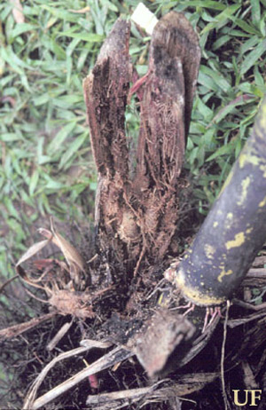 Damage to sugarcane by the silky cane weevil, Metamasius hemipterus sericeus (Olivier). 