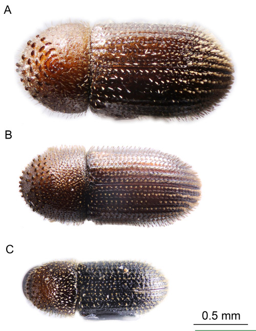 Comparison of the marginal asperities of Hypothenemus species in Florida (female adults). A. Hypothenemus birmanus; B. Hypothenemus seriatus; C. Hypothenemus eruditus.