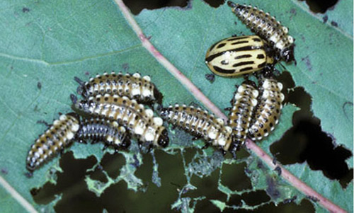 Adult (upper left) and various larval instars of the cottonwood leaf beetle, Chrysomela scripta Fabricius, feeding on foliage.