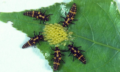 Larvae of the convergent lady beetle, Hippodamia convergens Guerin-Meneville, feeding on eggs of the cottonwood leaf beetle, Chrysomela scripta Fabricius.