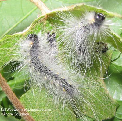 Virginian Tiger Moth. knownfall webworm moth