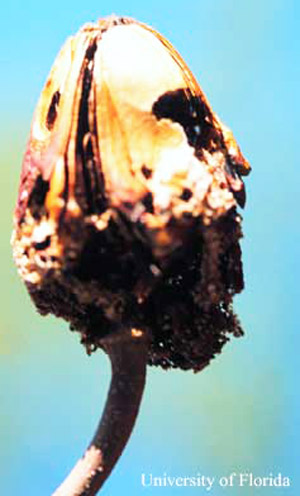 West Indies mahogany, Swietenia mahagoni, seed capsule damaged by mahogany shoot borer, Hypsipyla grandella (Zeller). 