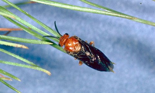 Redheaded Pine Sawfly Neodiprion Lecontei Fitch 
