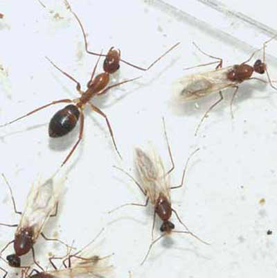 Florida Carpenter Ant Camponotus Floridanus Buckley And Camponotus Tortuganus Emery,Puto Flan Recipe