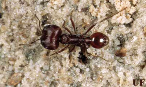 Florida Harvester Ant Pogonomyrmex Badius