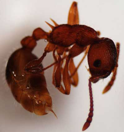 Dospělá dělnice mravence ohniváka evropského, Myrmica rubra Linnaeus. Všimněte si žihadla, dvoudílného "pasu" a dvou ostnů na propodeu. 