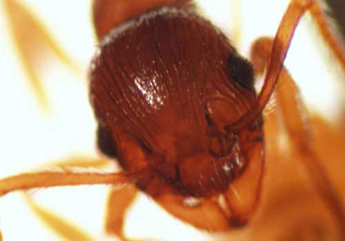 Szczegóły głowy dorosłej robotnicy europejskiej mrówki ogniowej, Myrmica rubra Linnaeus. Zwróć uwagę na wygiętą łopatkę, płaty czołowe w stosunku do podstawy anteny i urzeźbioną głowę. 