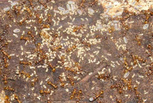 巣が乱された後、様々な幼虫を集め保護するヨーロッパヒアリ（Myrmica rubra Linnaeus）の働きアリたち。 