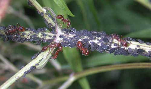 Pracovní mravenci mravence ohniváka evropského, Myrmica rubra Linnaeus, navštěvující mšice a další homopterany v Maine. 